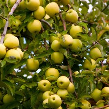 RosaDelAmore Golden Elma Meyve Fidanı Golden Apple