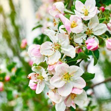 RosaDelAmore Kırmızı Elma Meyve Fidanı I Gala Apple