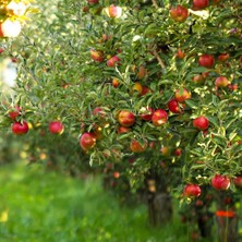 RosaDelAmore Kırmızı Elma Meyve Fidanı I Gala Apple