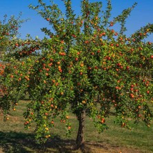 RosaDelAmore Kırmızı Elma Meyve Fidanı I Gala Apple