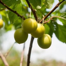 RosaDelAmore Papaz Eriği Meyve Ağacı I Greengage Plum