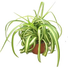 Betonish Chlorophytum Comosum 'Bonnie' (Kurdele Çiçeği)