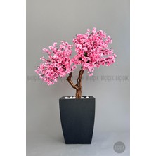 Biçiçek Bonzai Gövdeli Pembe Sakura Ağacı 100 cm Dış Mekana Uygun