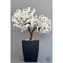 Biçiçek Bonzai Gövdeli Beyaz Sakura Ağacı 100 cm Dış Mekana Uygun