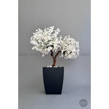 Biçiçek Bonzai Gövdeli Beyaz Sakura Ağacı 100 cm Dış Mekana Uygun