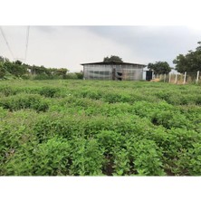 Tulsi (Hint Fesleğeni) Uçucu Yağı