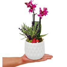Çiçek Seli Lavanta ve Orkide & Beyaz Zeytin Beton Saksıda Canlı Orkide Çiçeği Kokulu Çiçek Hediye İç Mekan