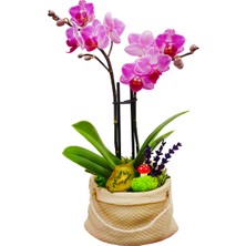 Çiçek Seli Gunny Bag Phalaenopsis Orkide & Çuval Görünümlü Beton Saksıda Orkide Çiçeği Canlı İç Mekan Bitkileri