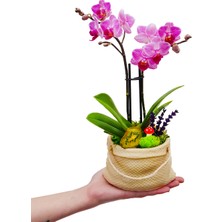 Çiçek Seli Gunny Bag Phalaenopsis Orkide & Çuval Görünümlü Beton Saksıda Orkide Çiçeği Canlı İç Mekan Bitkileri