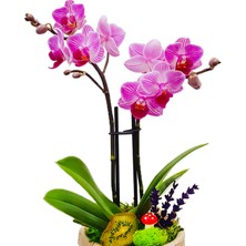 Çiçek Seli Gunny Bag Phalaenopsis Orkide & Çuval Görünümlü Beton Saksıda Orkide Çiçeği Canlı İç Mekan Bitkileri