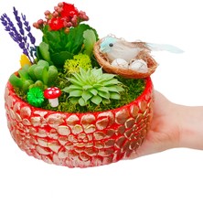 Çiçek Seli Bird Nest Kalanchoe Sukulent Tasarımı & Beton Kırmızı Saksıda Canlı İç Mekan Bitkileri Çiçek Hediye