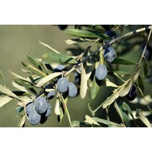 Gemlik Zeytin Ağacı Fidanı