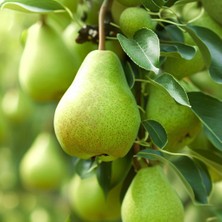 RosaDelAmore Avrupa Armut Ağacı (European Pear)