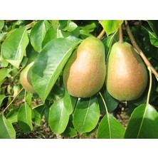 RosaDelAmore Avrupa Armut Ağacı (European Pear)