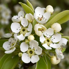 RosaDelAmore Avrupa Armut Ağacı (European Pear)