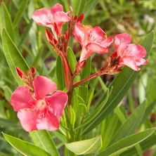 Tunç Botanik Zakkum Çiçeği 5 Adet - Nerium Oleander Dış Mekan Çiçeği