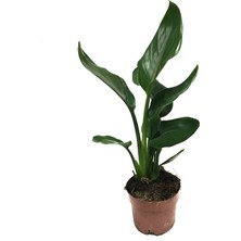 Betonish Strelitzia Reginae (Cennet Kuşu Çiçeği)