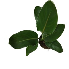 Betonish Strelitzia Reginae (Cennet Kuşu Çiçeği)