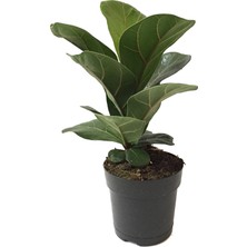 Betonish Ficus Lyrata 'Bambino' (Kauçuk Çiçeği)
