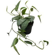 Betonish Epipremnum Pinnatum 'Cebu Blue' (Salon Sarmaşığı)