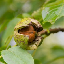 RosaDelAmore Chandler Ceviz Fidanı Chandler Walnut