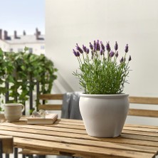 RosaDelAmore Lavanta Çiçeği 2l Saksılı - Lavandula Potted Plant