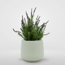 RosaDelAmore Lavanta Çiçeği 2l Saksılı - Lavandula Potted Plant