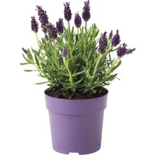 RosaDelAmore Lavanta Çiçeği 2l Saksılı - Lavandula Potted Plant