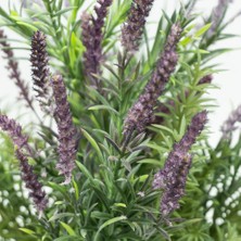 RosaDelAmore Lavanta Çiçeği 2l Saksılı - Lavandula Potted Plant