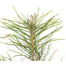 Seika Yerli Karaçam Bonsai Başlangıç Kiti - No.3