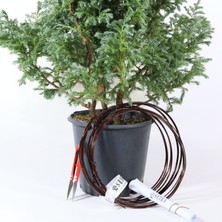 Seika Boulevard Servi Bonsai Telleme Kiti - No.5
