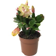 Betonish Schlumbergera 'Yellow' (Yılbaşı Çiçeği)