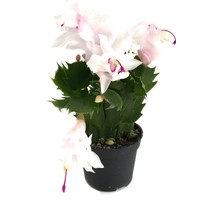 Betonish Schlumbergera 'White' (Yılbaşı Çiçeği)