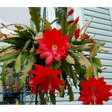 Tohum Bul Epiphyllum Selenicereus Anthonyanus Atlas Çiçeği Fidanı (9'luk Saksıda)