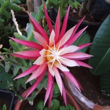 Tohum Bul Epiphyllum Selenicereus Anthonyanus Atlas Çiçeği Fidanı (9'luk Saksıda)