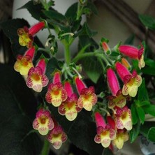 Tohum Bul Koleksiyonluk An's Nagging Macaws Kohleria Japon Küpelisi Çiçeği Fidesi (Mini Potta)