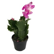 Betonish Schlumbergera 'Purple' (Yılbaşı Çiçeği)