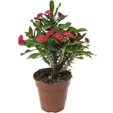 Betonish Euphorbia Milii 'Pink' (Dikenler Tacı Çiçeği)