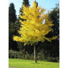 Mabet Ağacı [Ginkgo Biloba] Fidanı 80-100 cm boy - 3 Yaş