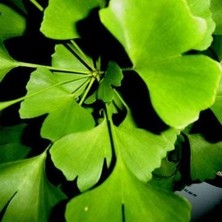 Mabet Ağacı [Ginkgo Biloba] Fidanı 80-100 cm boy - 3 Yaş