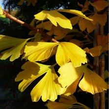 Mabet Ağacı [Ginkgo Biloba] Fidanı 80-100 cm boy - 3 Yaş