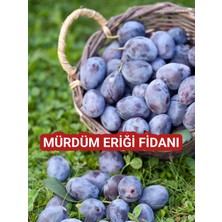 Mürdüm Eriği Fidanı - Verimli ve Sağlıklı Meyve Üretimi Için