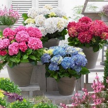 Ev Ve Bahçe Mixed Karışık Xl Dev Çiçekli Ortanca Çiçeği Fidesi (10 Adet)