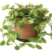 Ev Ve Bahçe Tradescantia Flumensis Telgraf Çiçeği Fidesi (5 Adet)