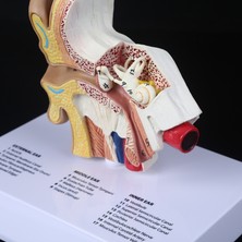 Hongliang Shop C  1.5 Kat Büyüklükte Insan Kulak Modeli Bilimsel Anatomi Öğretim Malzemeleri Anatomik Çalışma Ekranı Profesyonel Okul Kaynağı (Yurt Dışından)