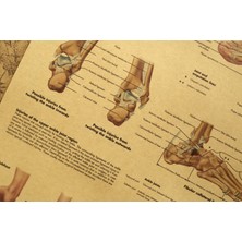 Hongliang Shop C  Ayak Ve Ayak Bileği Anatomisi Ve Yaralanmaları Posteri - Ayak Ve Ayak Bileği Eklemi Anatomi Şeması (Yurt Dışından)