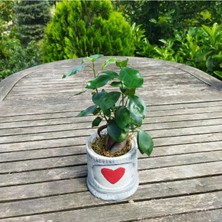 Çiçek Seli Ficus Bonsai Canlı Bitki Kalpli Beton Saksıda & Dayanıklı Budanabilir Bitki & Hediye Çiçek