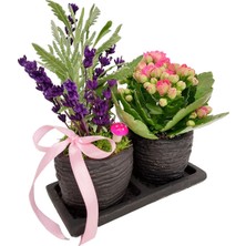 Çiçek Seli Kokulu Bitki Canlı Lavanta ve Kalanchoe Set Beton Saksıda & Hediye Çiçek Aromatik Salon Bitkisi