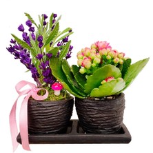 Çiçek Seli Kokulu Bitki Canlı Lavanta ve Kalanchoe Set Beton Saksıda & Hediye Çiçek Aromatik Salon Bitkisi