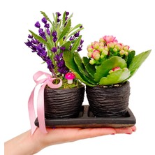 Çiçek Seli Kokulu Bitki Canlı Lavanta ve Kalanchoe Set Beton Saksıda & Hediye Çiçek Aromatik Salon Bitkisi